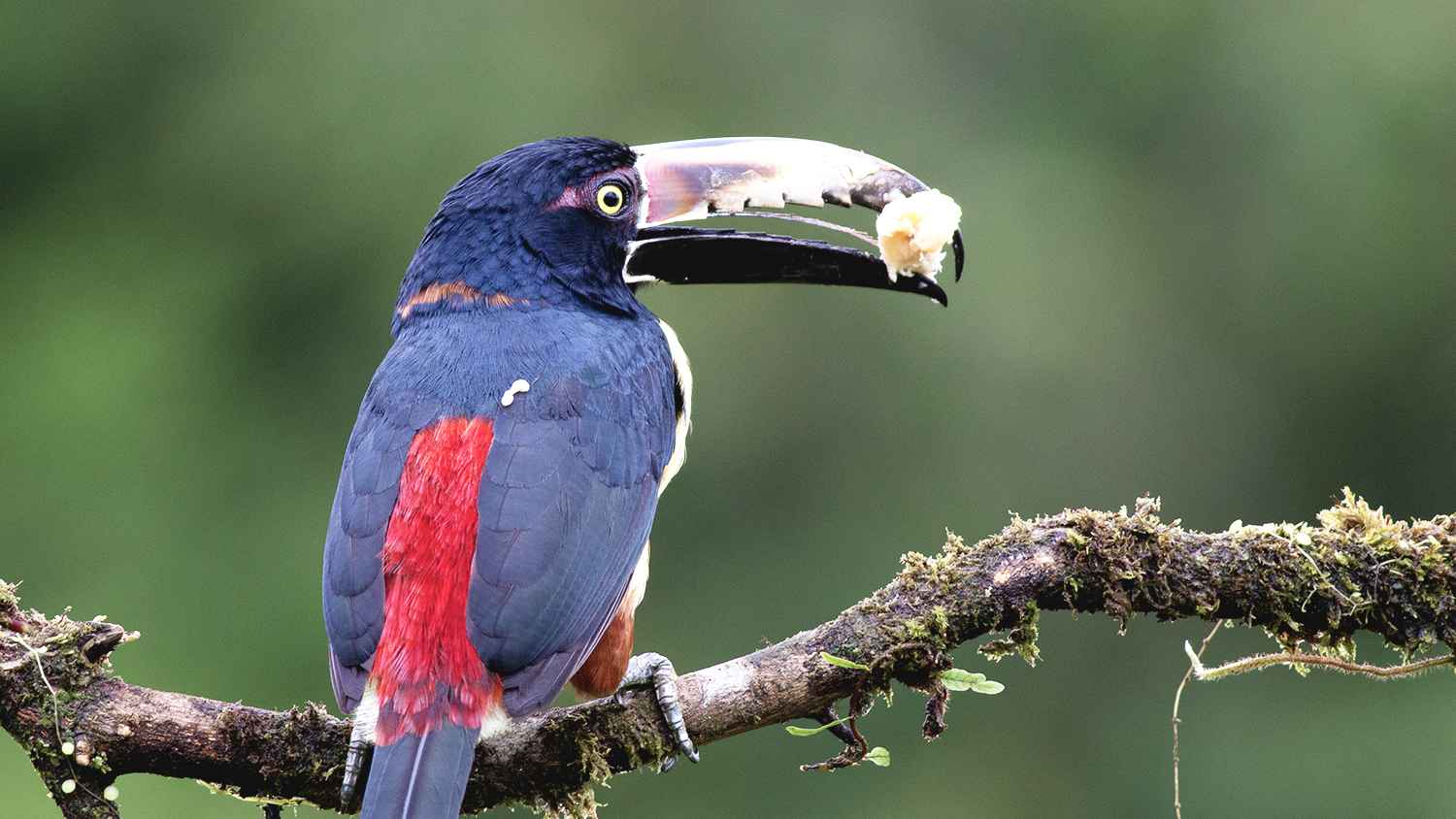 Collared Aracari